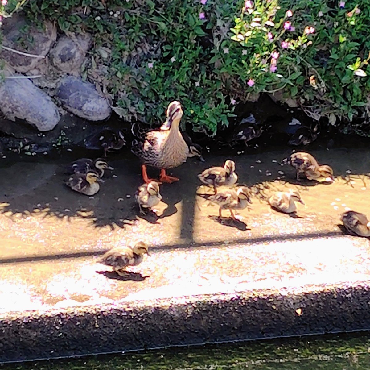 ookami_thunder's tweet photo. 🦆🐤🐤🐤 https://t.co/diCFDuPBYX