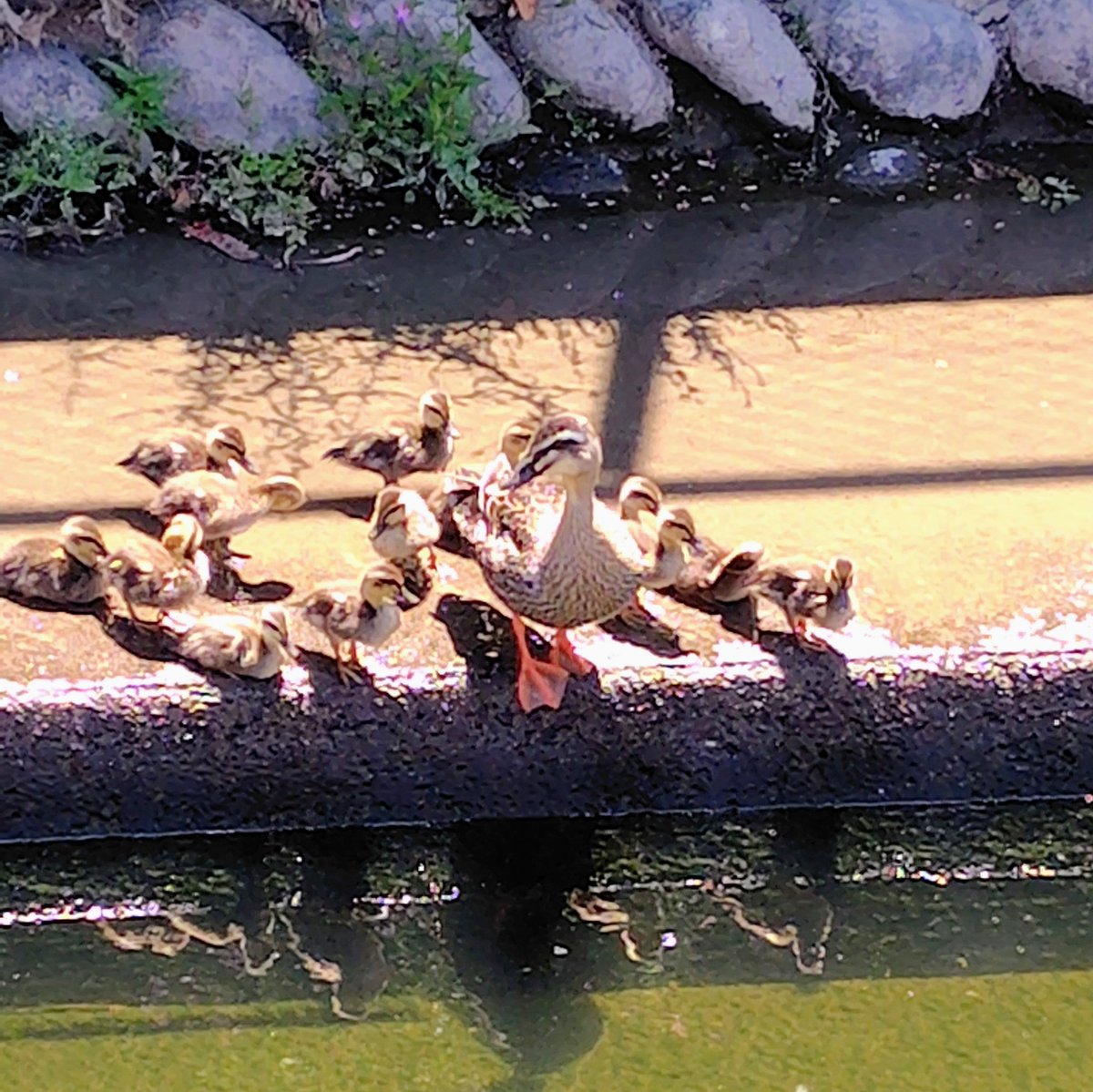 ookami_thunder's tweet photo. 🦆🐤🐤🐤 https://t.co/diCFDuPBYX