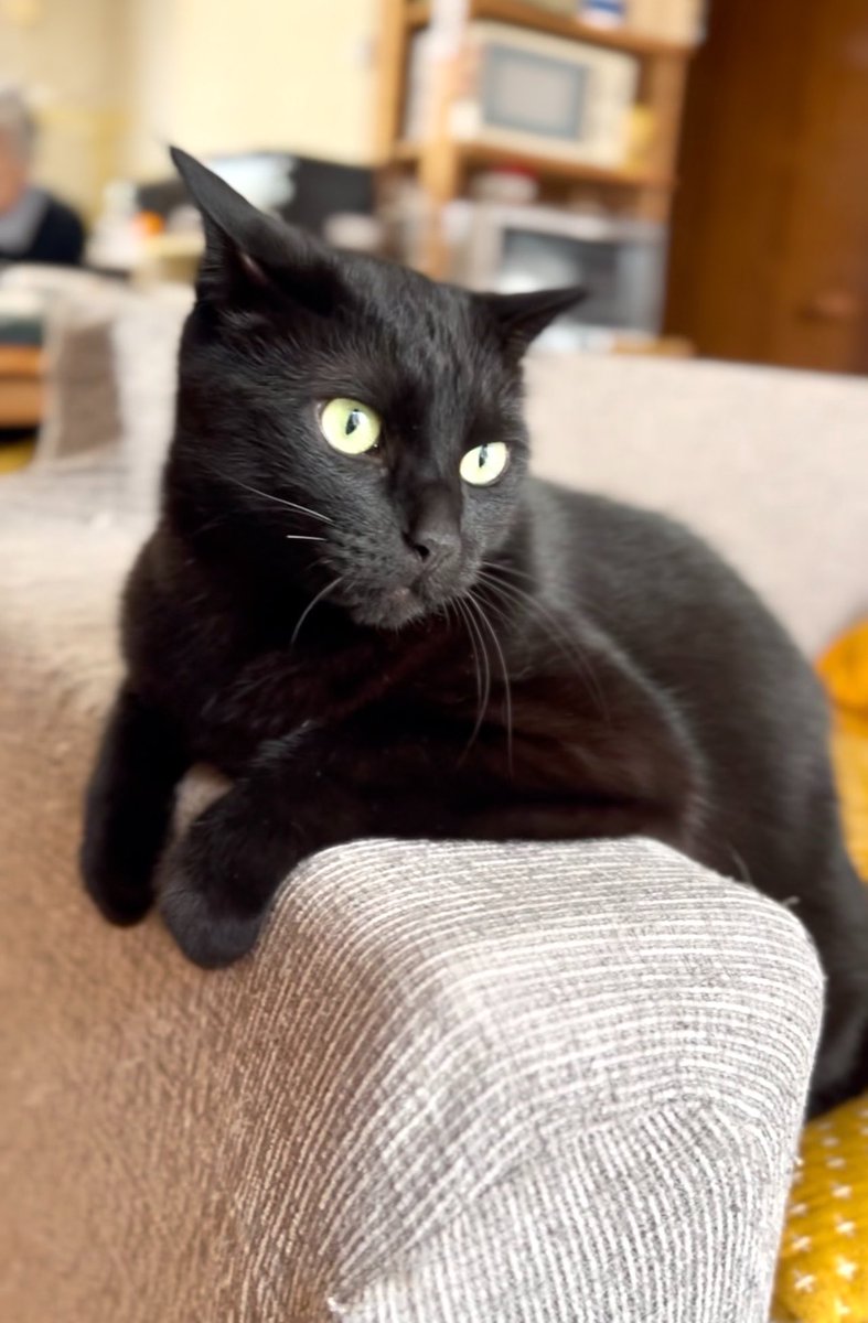 DOSANKO-CATS🐾 tweet media