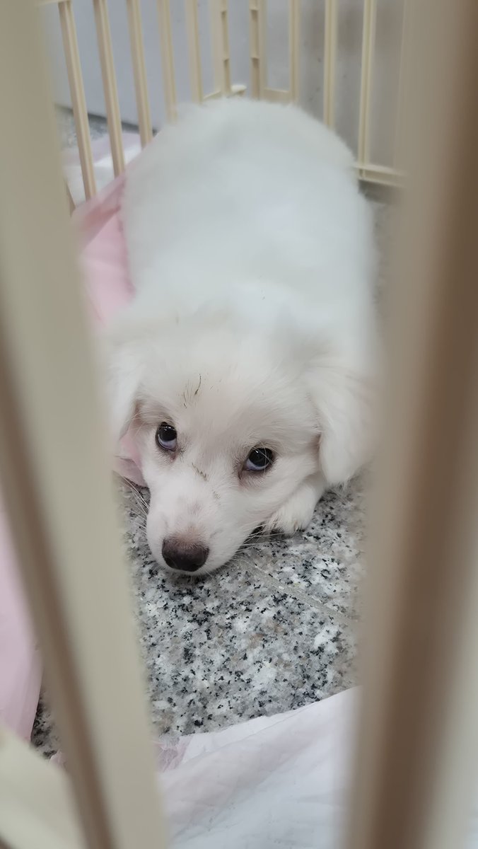 오늘의 강아지 추천 tweet media