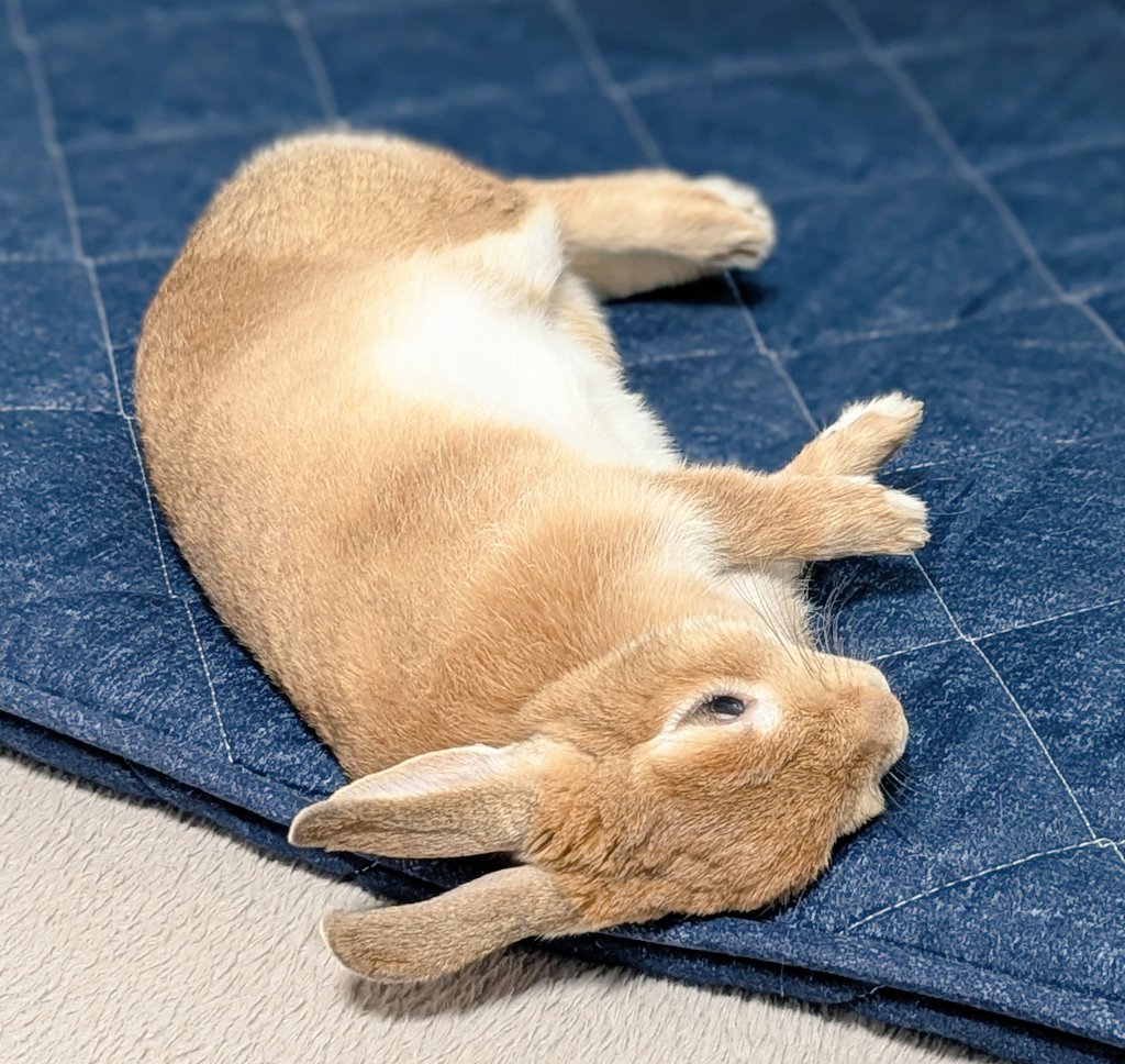 rabbit_sora_'s tweet photo. 今日のそら🐇は寝ながら、X！
#うさぎ https://t.co/qowSWiP2A0