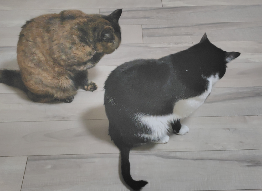 DesignDatanet's tweet photo. おはようございます。
おつぶとおこげはちゅーる補給完了。
余韻に浸ってる・・・。
今週も仕事頑張ってね😸
#企業公式が朝の挨拶を言い合う
#企業公式相互フォロー
＃仕事猫 https://t.co/WbaITSRCoe