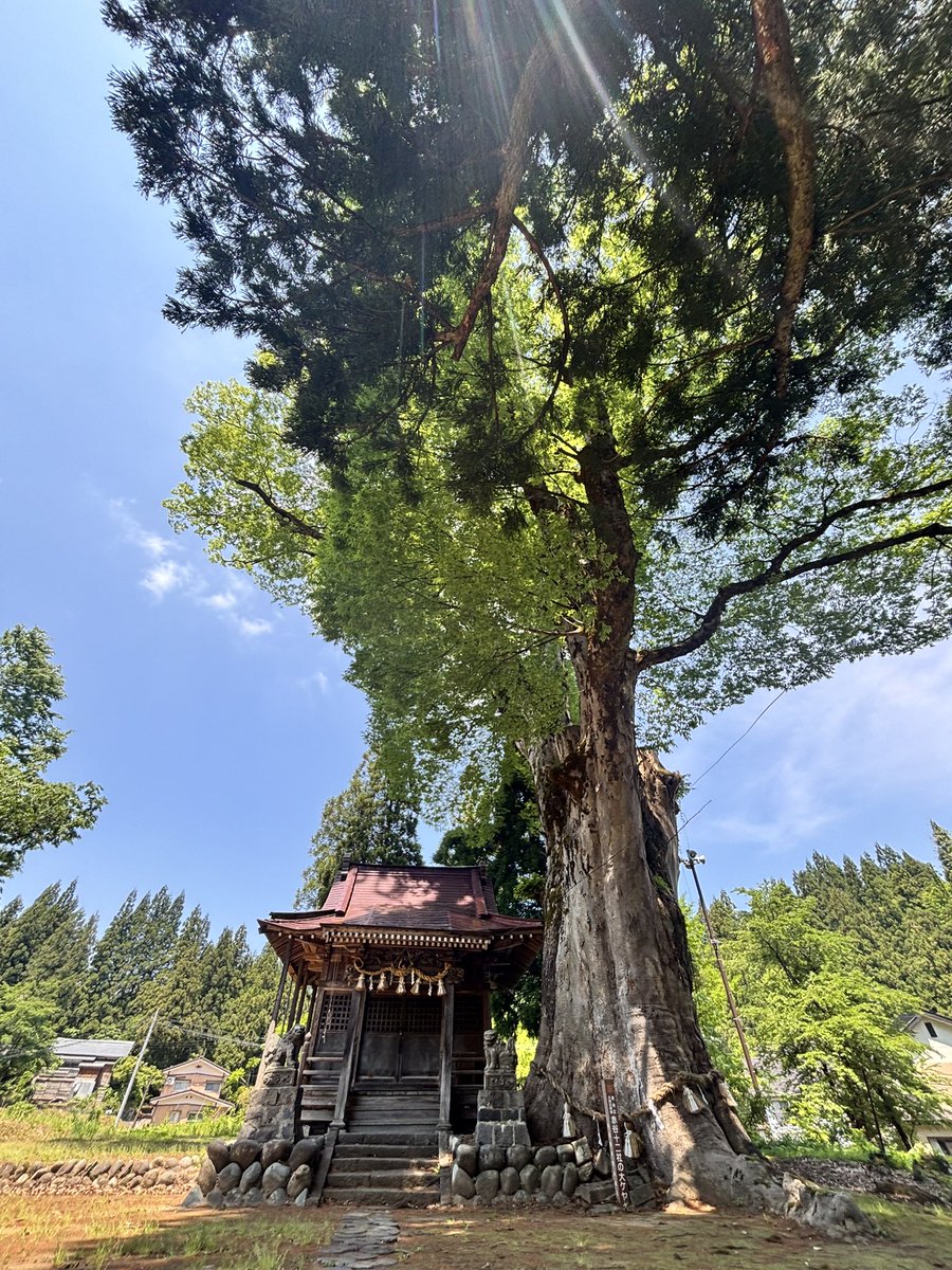 市川淳之介 tweet media
