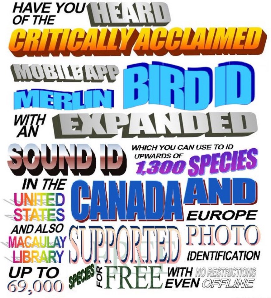 PokéMar 𓅪 tweet media
