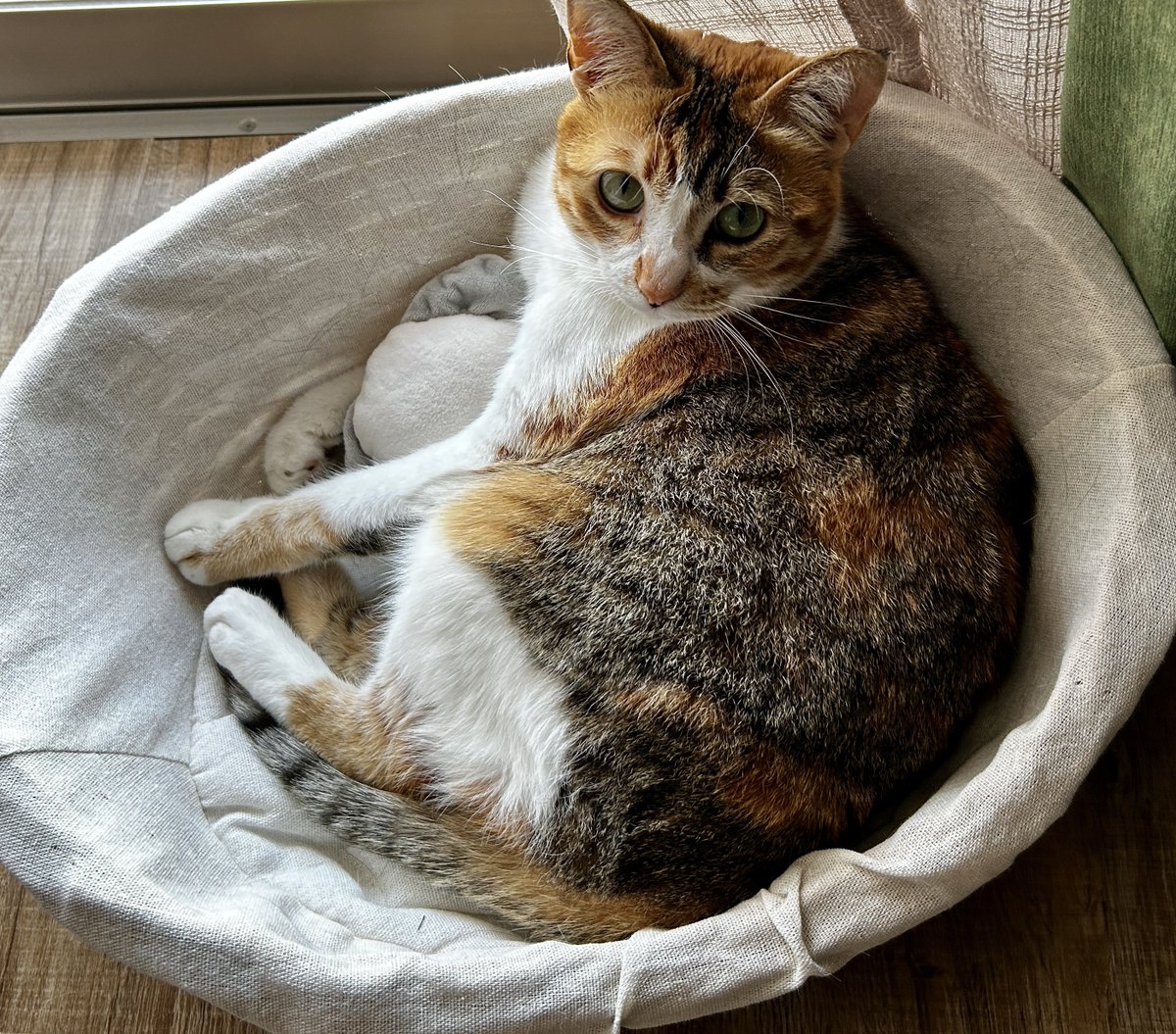 mamireneko's tweet photo. おもちゃを大事に抱えてる〜😊 https://t.co/RCCDj8qCf8
