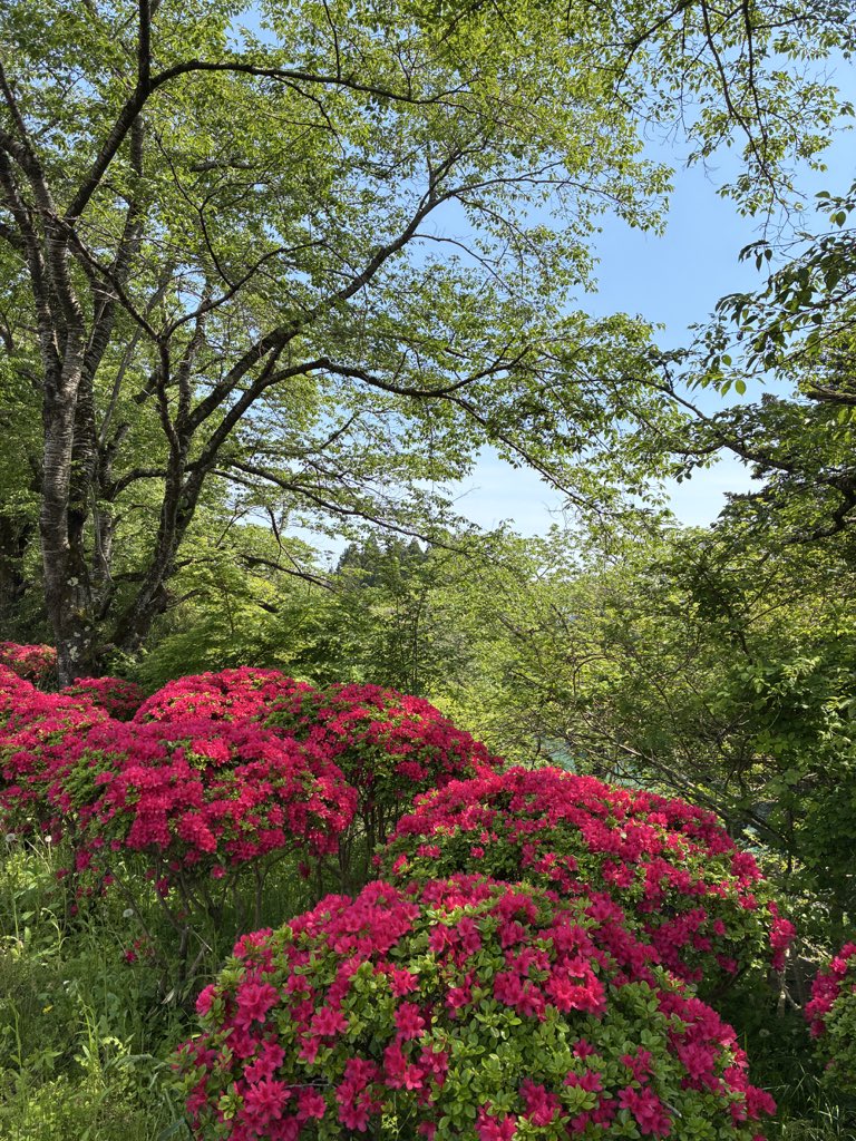 Hikoujima953's tweet photo. ＊2026年5月17日＊
こんにちは♪
昨日今日と素晴らしく良いお天気です。続くと良いなぁ♬

本日も焙煎出来上がりました。
皆様のご来店をお待ちしてます♬

珈琲豆店【飛行島】
営業日時:木曜〜日曜10時〜17時

＊18日〜20日のwebご注文の発送は21日の木曜から致します。よろしくお願い申し上げます♬ https://t.co/lt6EHDW7Km