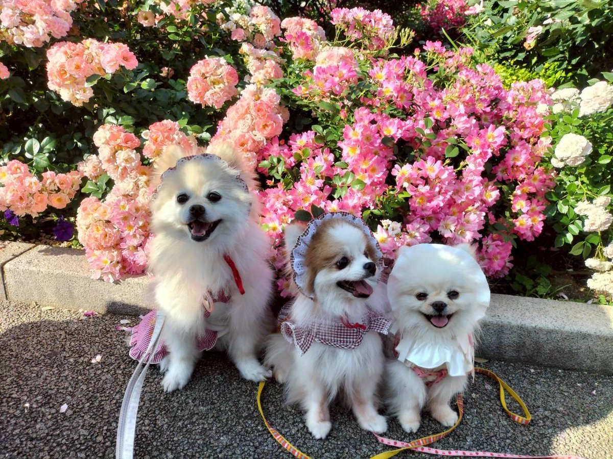 茶々🌸ポメラニアン tweet media