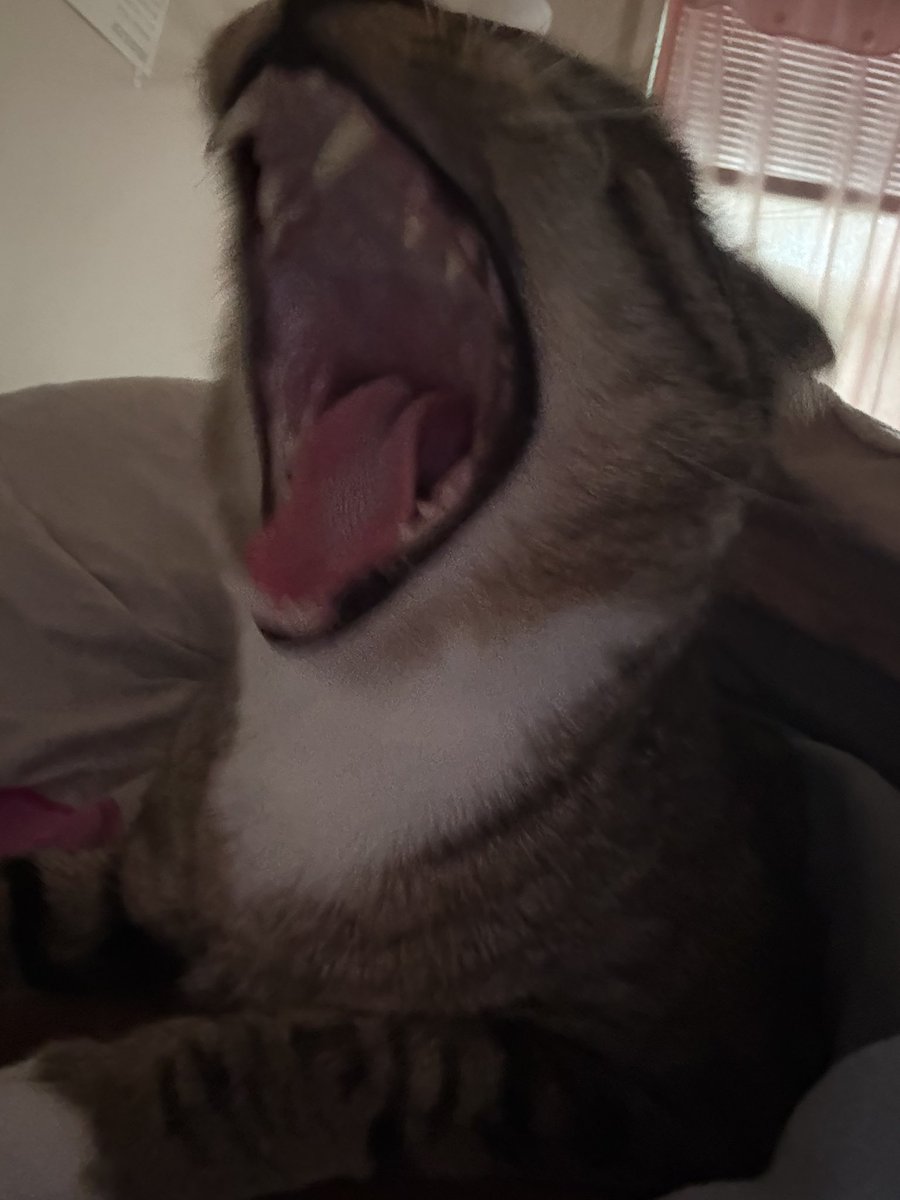 mr. meowser tweet media