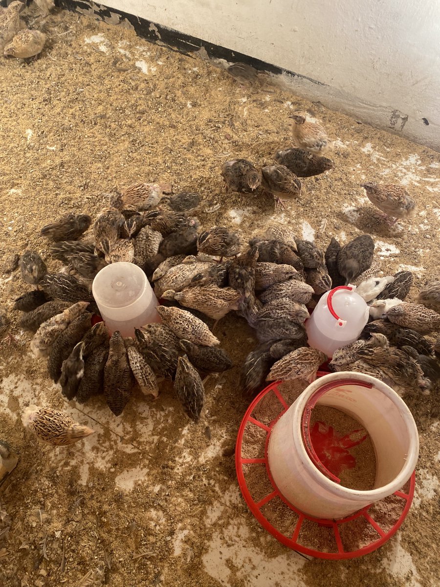 Mwaluladaka's tweet photo. We have our own incubator!!
We have ……
Day Quails @ k8
1 week old @ k12
2 weeks old @ k15
3 weeks old @ k18
4 weeks old @ k20
5 weeks old @ k25
6 weeks old @ k30
Point of lay @ k35
Quail eggs tray of 30 eggs K70
Call/whatapp:0978623387
Location:Kitwe Ndeke. https://t.co/EXkEtl8YOO
