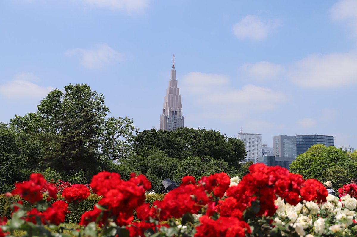 ahanablog's tweet photo. 新宿御苑〜バラ花壇〜カメラ散歩2026年5月 https://t.co/9ZJ1Le4TAW @YouTubeより

#新宿御苑
#カメラ散歩
#薔薇
#自然
#花
#春 https://t.co/X1nGysL1W8
