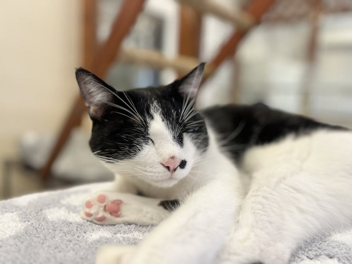 神戸元町‐猫カフェNyanny tweet media