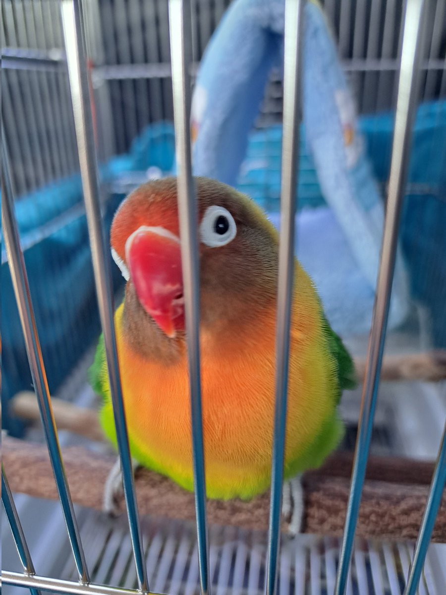 ぴにゃっち𓅫 tweet media