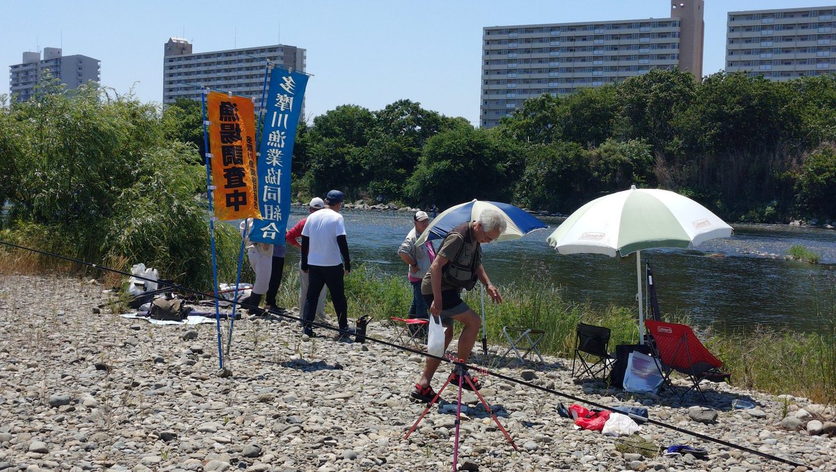 tsuringpacker's tweet photo. 橋の下からランガン。
鮎が護岸のコンクリに群れてました。
さらに上がって漁協の #鮎 調査に。

狛江支部の方に
「鮎がく○マズい話」をしてみました…。
苦情はこちら。

・環境庁
・都道府県の水産課

認知はしているがどうしようもない、と。
漁協に言われても何もできないそうです
#多摩川  #香害 https://t.co/nVUaG087gl