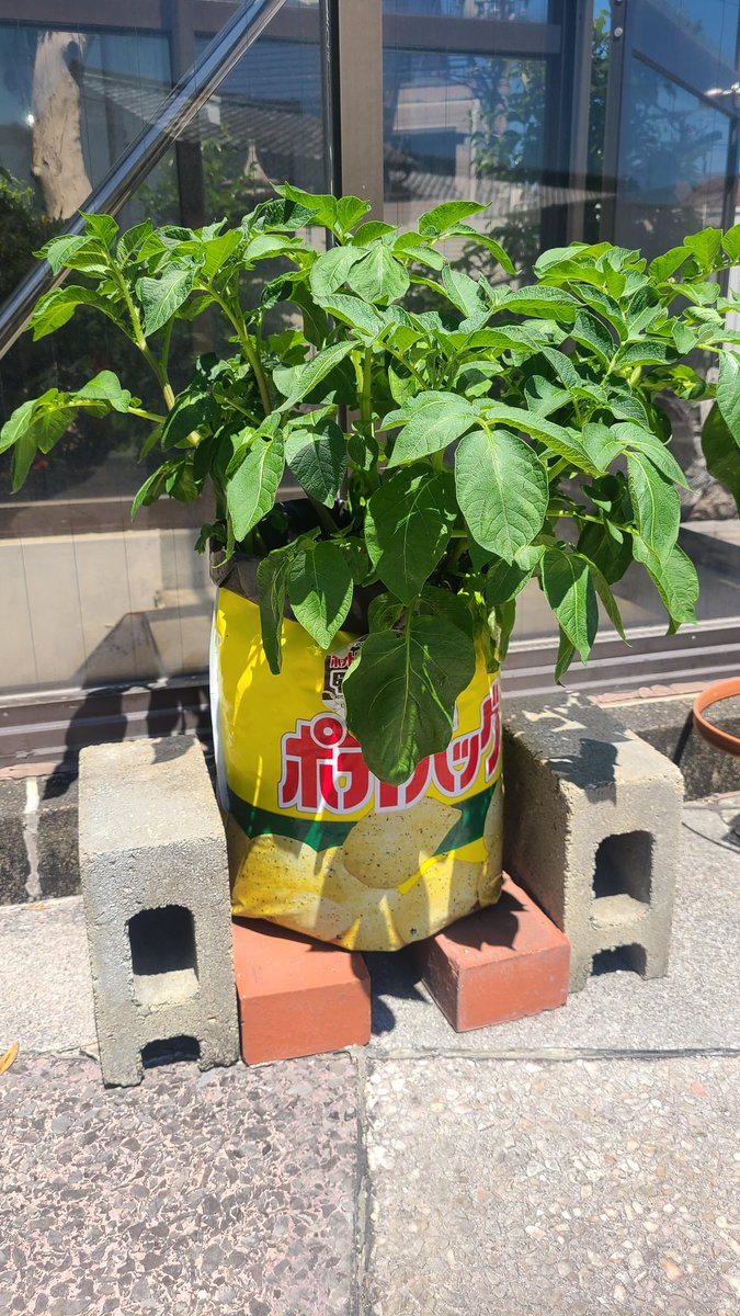 アロー🏹ARW 🇯🇵 tweet media
