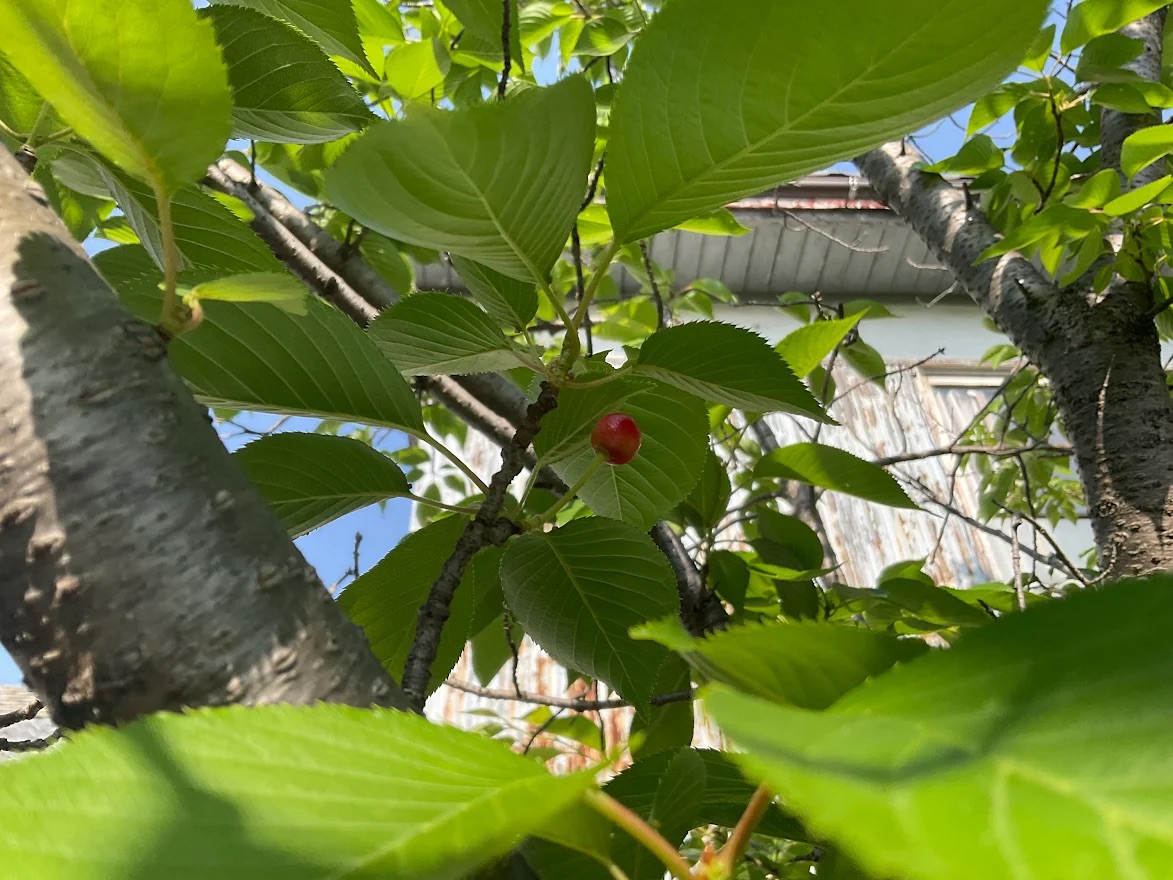 tsukuru138's tweet photo. 新緑に包まれた「つくる。」のサクラですが、重なり合う葉の間から小さな実がなっています♪
観賞用のサクラに実るものは食べてもあまり美味しくはありませんが、季節の移り変わりを視覚的に教えてくれる大切なシンボルです。

#つくる #古民家 #貸しスペース #のこぎり屋根 #一宮 #木曽川 #サクラ https://t.co/gunKW12WmC