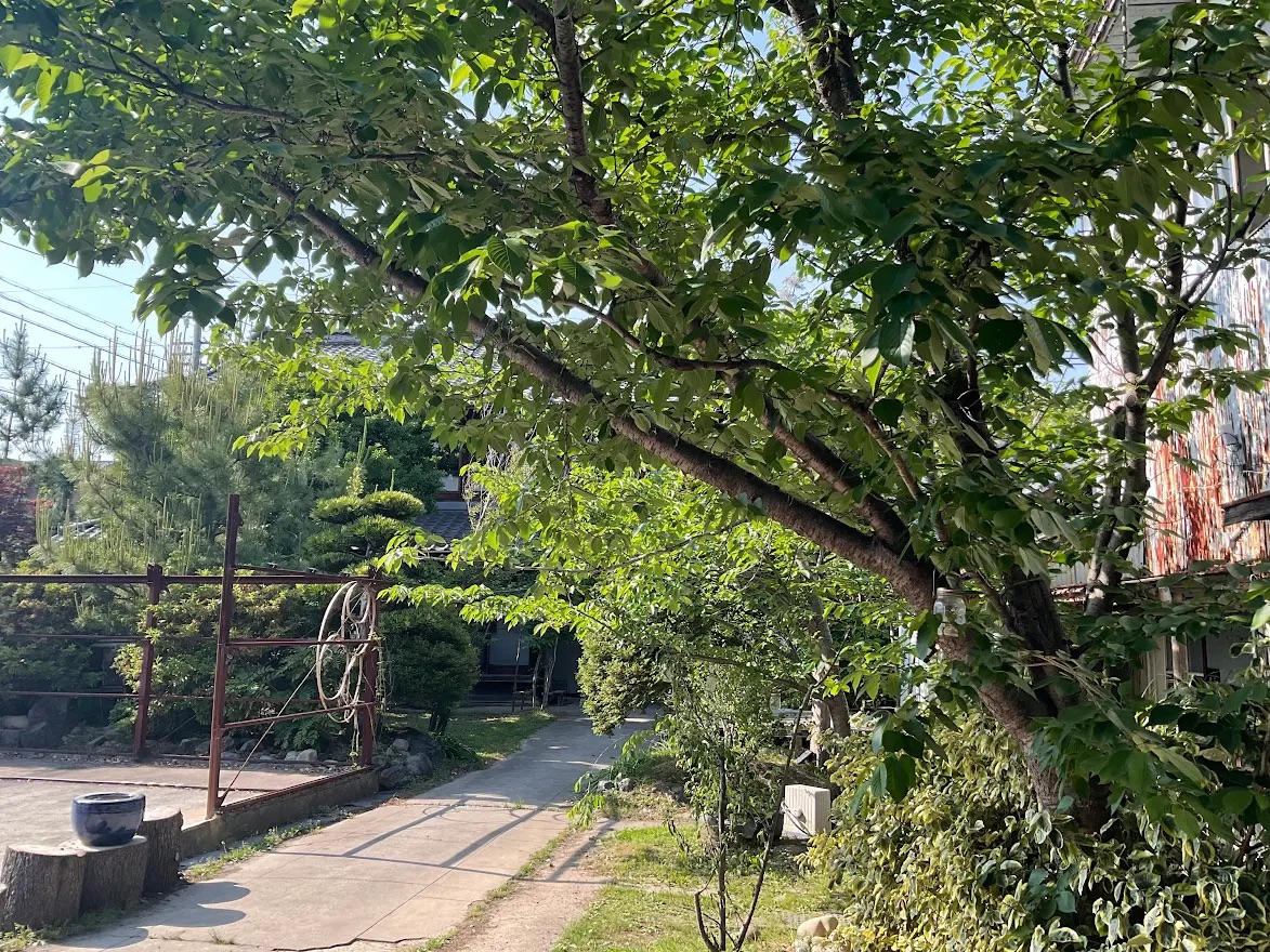 tsukuru138's tweet photo. 新緑に包まれた「つくる。」のサクラですが、重なり合う葉の間から小さな実がなっています♪
観賞用のサクラに実るものは食べてもあまり美味しくはありませんが、季節の移り変わりを視覚的に教えてくれる大切なシンボルです。

#つくる #古民家 #貸しスペース #のこぎり屋根 #一宮 #木曽川 #サクラ https://t.co/gunKW12WmC