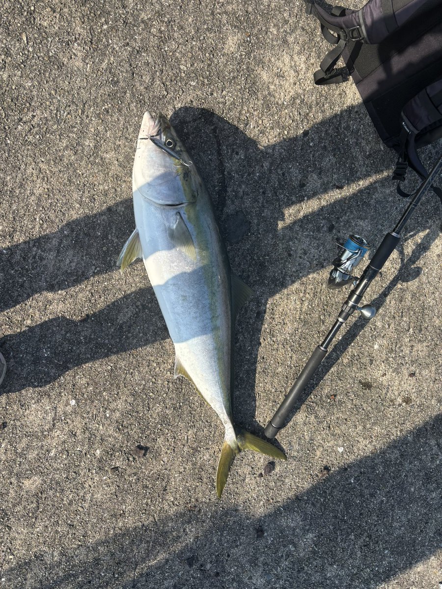 noderaryota's tweet photo. 昨日バラしたけど
今日はとった
90アップのブリ
ジグのスロージャーク https://t.co/q0ST4hk4Ps