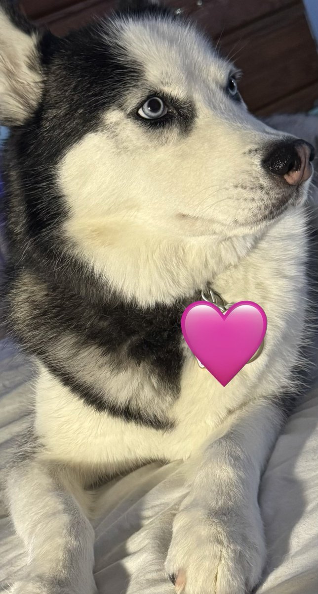 🙏🩵🤎 🐊Robin 🐕🦋❤️🐾 tweet media
