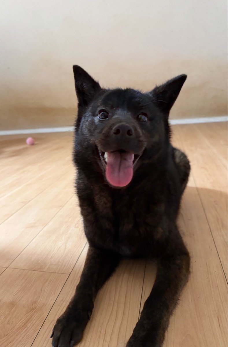 HealingZoo17's tweet photo. ファミリーメンバー紹介その31
生まれつき尻尾がない甲斐犬のトリュフちゃん！
色々事情でうちに来ました。とても賢いで活発な子です！
宜しくね！

＃森のペットピア ＃新メンバー ＃甲斐犬 ＃トリュフ ＃尻尾がないのは欠点ではない ＃北海道 ＃滝川 ＃日本犬 https://t.co/eguTzxEsP1