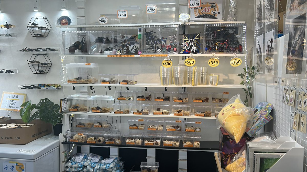 昆虫ショップSunny AI land サニーアイランド天王町 tweet media