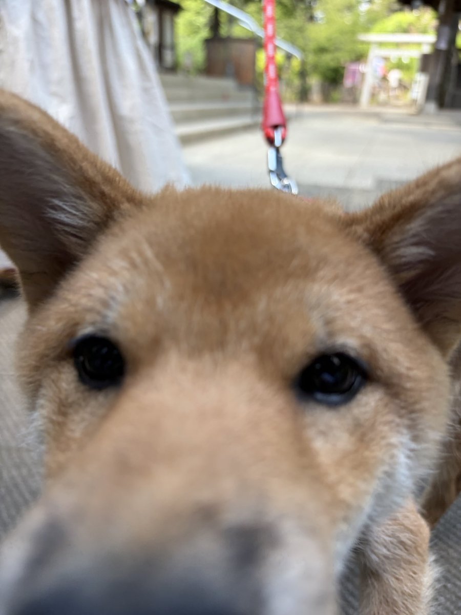 鳩森八幡神社 tweet media