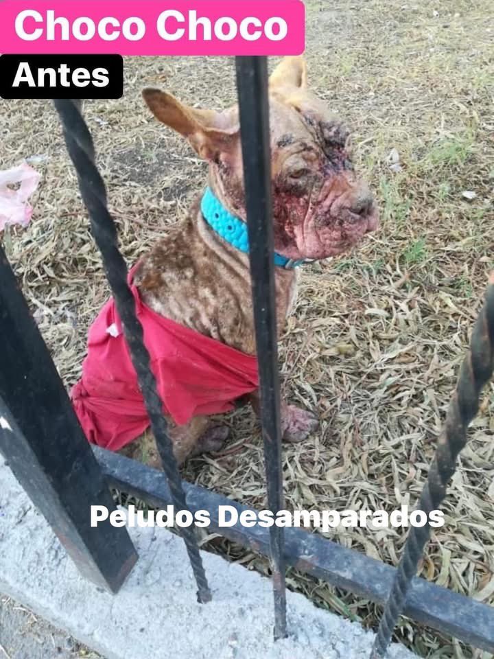 Plu2Desampara2's tweet photo. ⭐️Foto 1: Así rescate a nuestra pequeña #ChocoChoco en el año 2019 en Ecatepec. Con problemas de piel severos, la tenían viviendo afuera de casa sin tratamiento médico.
Se le realizaron estudios los cuales arrojaron que la enfermedad que tiene ChocoChoco es incurable y que solo se controla con baños medicados, pastilla desparasitante periódica, ella requiere una dieta de croquetas plus 😢😢😢😢
⭐️Foto 2: En el año 2024 a Choco le salió un tumor en su nariz, el cual se le operó y gracias a Dios no a vuelto a regresar.
⭐️Foto 3 y 4: estas imágenes fueron tomadas hoy que le dimos su baño medicado.
⭐️Foto 5 en comentarios: Chocó ya en su habitación dispuesta a descansar.
NOTA:
‼️CHOCOCHOCO nunca a recibido una solicitud de adopción.
‼️CHOCÓ lleva 7 años viviendo en el albergue bajo nuestra tutela.
‼️CHOCO BUSCA PADRINOS PARA PODERLE COMPRAR SU PASTILLA DESPARASITANTE.
‼️CHOCO CONVOCA PADRINOS QUE LE AYUDEN A COMPRAR SU BULTO DE CROQUETAS MENSUAL, PARA ELLOS LOS INVITAMOS A FORMAR PARTE DE SU GRUPO DE WHATSAPP https://t.co/vwnSssB9Tu
Juntos la podremos continuar ayudando.