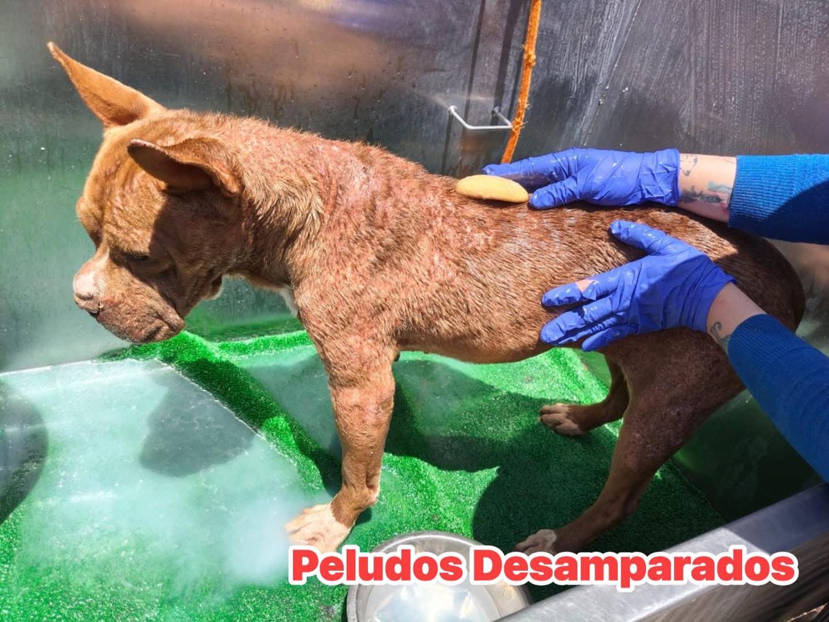 Plu2Desampara2's tweet photo. ⭐️Foto 1: Así rescate a nuestra pequeña #ChocoChoco en el año 2019 en Ecatepec. Con problemas de piel severos, la tenían viviendo afuera de casa sin tratamiento médico.
Se le realizaron estudios los cuales arrojaron que la enfermedad que tiene ChocoChoco es incurable y que solo se controla con baños medicados, pastilla desparasitante periódica, ella requiere una dieta de croquetas plus 😢😢😢😢
⭐️Foto 2: En el año 2024 a Choco le salió un tumor en su nariz, el cual se le operó y gracias a Dios no a vuelto a regresar.
⭐️Foto 3 y 4: estas imágenes fueron tomadas hoy que le dimos su baño medicado.
⭐️Foto 5 en comentarios: Chocó ya en su habitación dispuesta a descansar.
NOTA:
‼️CHOCOCHOCO nunca a recibido una solicitud de adopción.
‼️CHOCÓ lleva 7 años viviendo en el albergue bajo nuestra tutela.
‼️CHOCO BUSCA PADRINOS PARA PODERLE COMPRAR SU PASTILLA DESPARASITANTE.
‼️CHOCO CONVOCA PADRINOS QUE LE AYUDEN A COMPRAR SU BULTO DE CROQUETAS MENSUAL, PARA ELLOS LOS INVITAMOS A FORMAR PARTE DE SU GRUPO DE WHATSAPP https://t.co/vwnSssB9Tu
Juntos la podremos continuar ayudando.