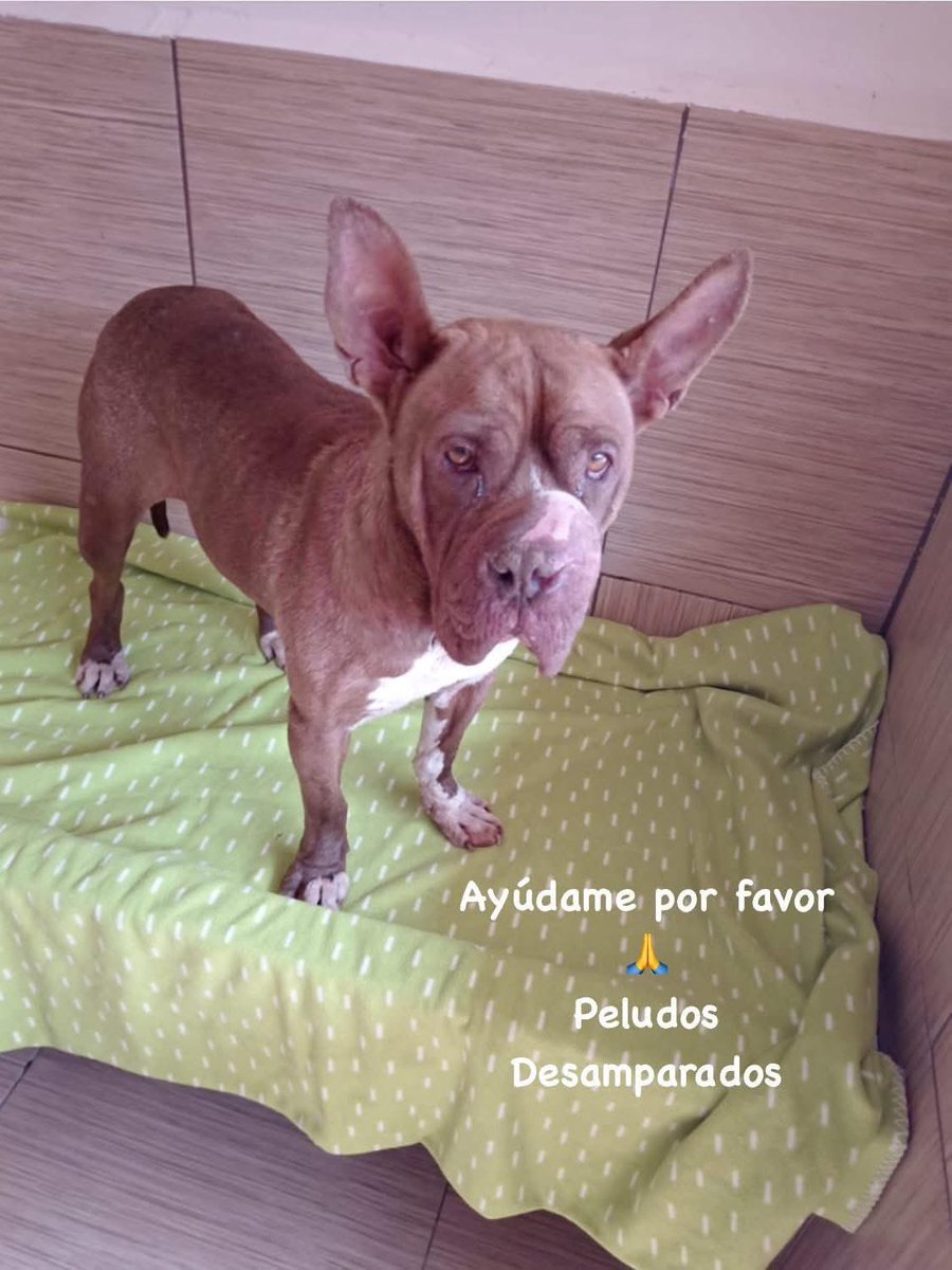 Plu2Desampara2's tweet photo. ⭐️Foto 1: Así rescate a nuestra pequeña #ChocoChoco en el año 2019 en Ecatepec. Con problemas de piel severos, la tenían viviendo afuera de casa sin tratamiento médico.
Se le realizaron estudios los cuales arrojaron que la enfermedad que tiene ChocoChoco es incurable y que solo se controla con baños medicados, pastilla desparasitante periódica, ella requiere una dieta de croquetas plus 😢😢😢😢
⭐️Foto 2: En el año 2024 a Choco le salió un tumor en su nariz, el cual se le operó y gracias a Dios no a vuelto a regresar.
⭐️Foto 3 y 4: estas imágenes fueron tomadas hoy que le dimos su baño medicado.
⭐️Foto 5 en comentarios: Chocó ya en su habitación dispuesta a descansar.
NOTA:
‼️CHOCOCHOCO nunca a recibido una solicitud de adopción.
‼️CHOCÓ lleva 7 años viviendo en el albergue bajo nuestra tutela.
‼️CHOCO BUSCA PADRINOS PARA PODERLE COMPRAR SU PASTILLA DESPARASITANTE.
‼️CHOCO CONVOCA PADRINOS QUE LE AYUDEN A COMPRAR SU BULTO DE CROQUETAS MENSUAL, PARA ELLOS LOS INVITAMOS A FORMAR PARTE DE SU GRUPO DE WHATSAPP https://t.co/vwnSssB9Tu
Juntos la podremos continuar ayudando.