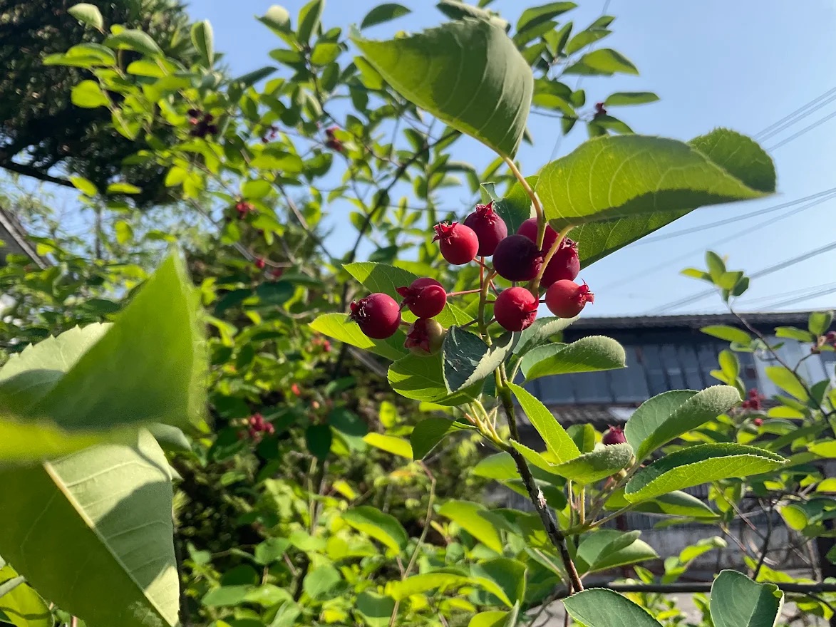 tsukuru138's tweet photo. 「つくる。」の庭のジューンベリーが赤い実をつけ始めました♪
「バラ科」の植物で、サクランボに似た甘みがあるため、人間だけでなく鳥たちにとっても大好物です。

#つくる #古民家 #貸しスペース #のこぎり屋根 #一宮 #木曽川 #ジューンベリー https://t.co/wsVNSBAaW8