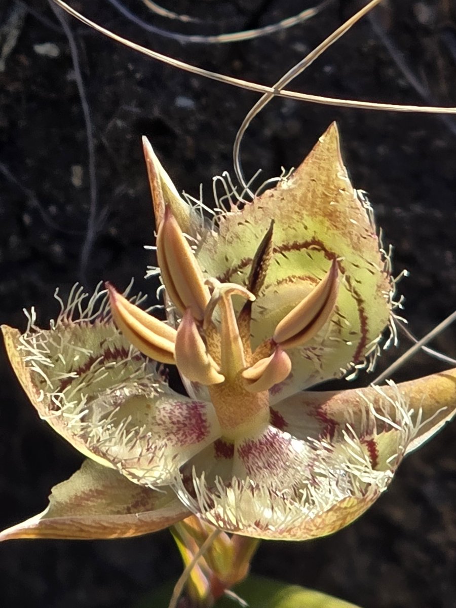 kscottz's tweet photo. After 3 years of trying I finally saw the Tiburon Mariposa Lily (Calochortus tiburonensis).

It only grow in Tiburon and is critically endangered. 

Hard to believe we have plants like this in the Bay.

Sometimes when people say, "not in my backyard" there's a good reason for it. https://t.co/yWpR5FY1VP