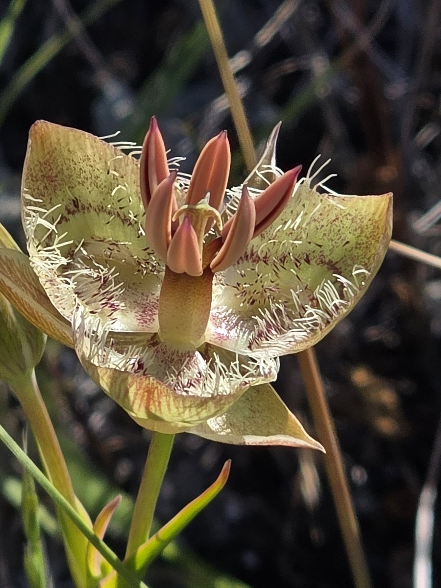 kscottz's tweet photo. After 3 years of trying I finally saw the Tiburon Mariposa Lily (Calochortus tiburonensis).

It only grow in Tiburon and is critically endangered. 

Hard to believe we have plants like this in the Bay.

Sometimes when people say, "not in my backyard" there's a good reason for it. https://t.co/yWpR5FY1VP