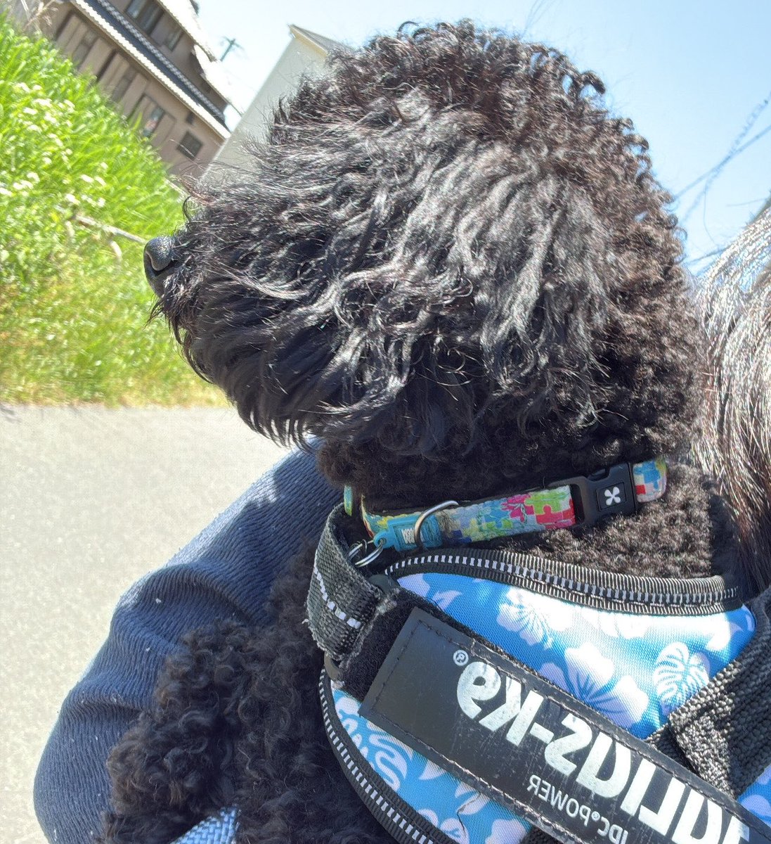 redmiso_kun's tweet photo. お散歩行こうと思ったら地面暑すぎる…
まだ5月なのに…
私の運動も兼ねてるのでにぼしは抱っこです笑 https://t.co/QWIh7wjLHl