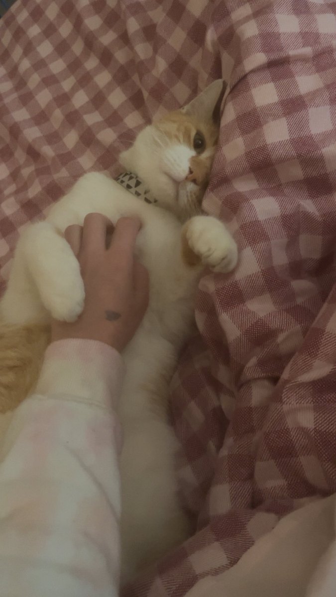 nonbinarydykee's tweet photo. so so so happy my boy is back and feeling comfortable in his new home https://t.co/u9xzASyZQX