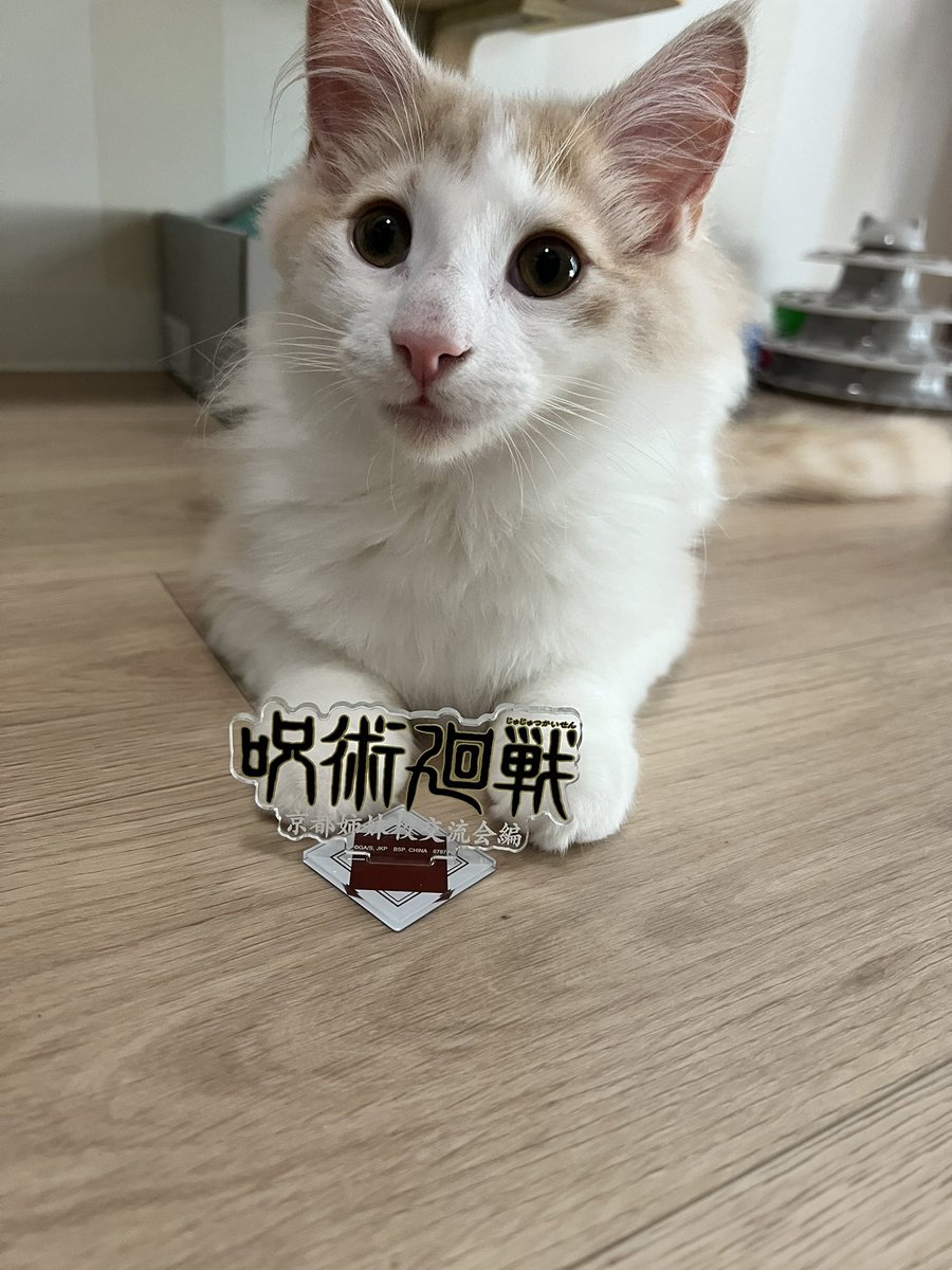 G7yAg's tweet photo. 😼 https://t.co/Tx5P5OW4tb