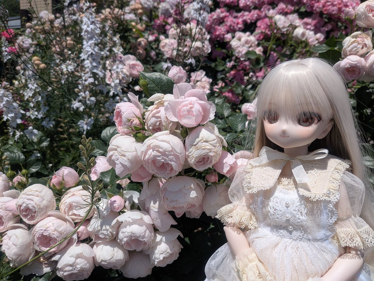 gin00nan's tweet photo. #うちのこかわいい #狐花っこ #とちぎ花センター 
バラがとてもお似合いです、いろはお嬢様🌹 https://t.co/gE9uM9MbAh