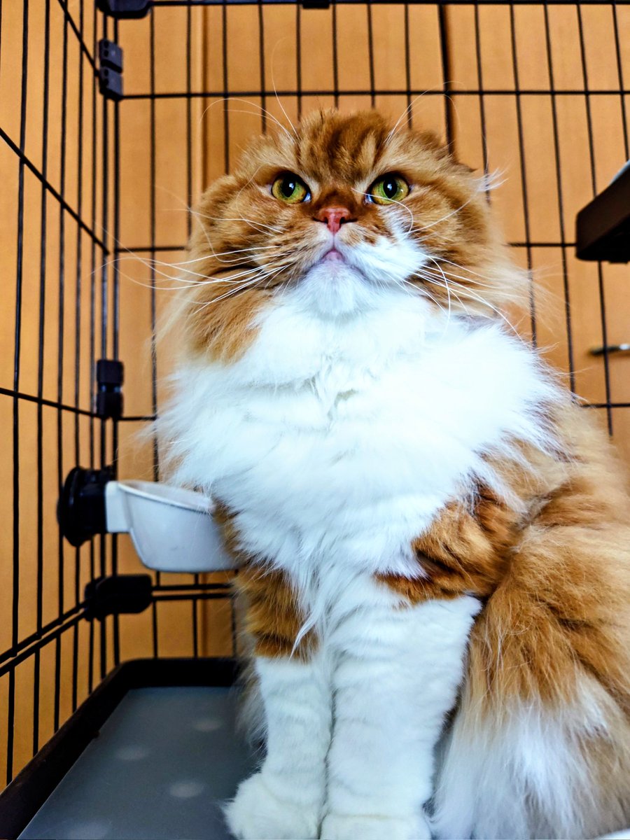 日曜日！！！ #猫のいる暮らし #猫のいる幸せ #ねこ #猫好きさんと