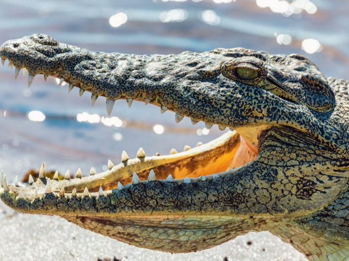 24Now7's tweet photo. التمساح لا يستطيع إخراج لسانه خارج فمه! 🐊 https://t.co/QtPef14dyK