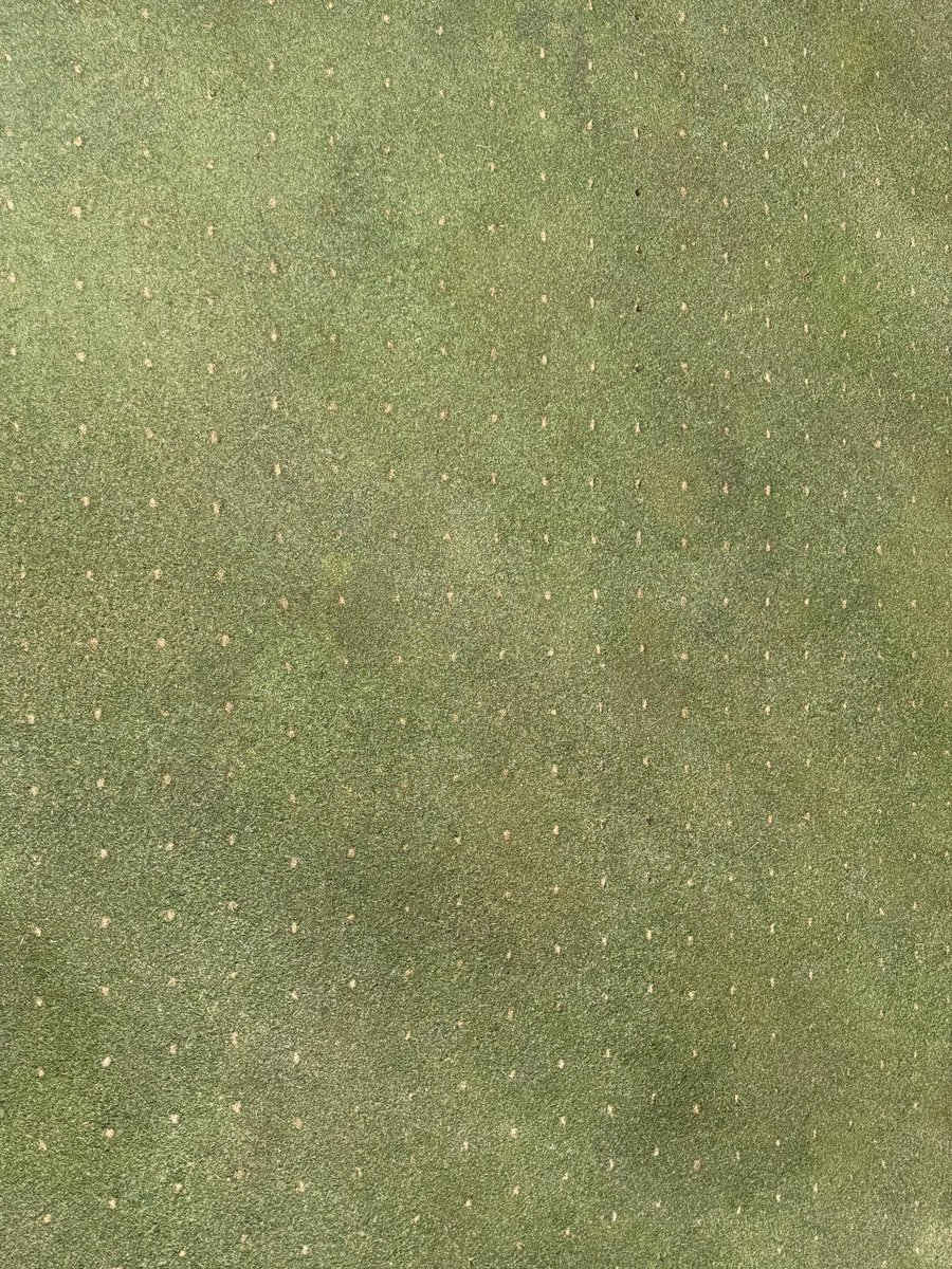 SodSquadJon's tweet photo. @TurfgrassZealot Here for all of it. https://t.co/rirTCQkNwG