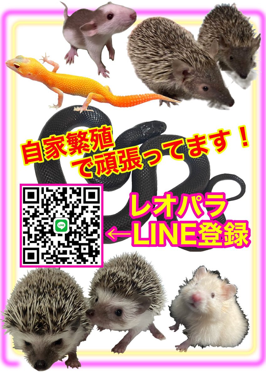 KEROYON ミルキーフロッグ専門店 (@KEROYON25252525) / Posts / X