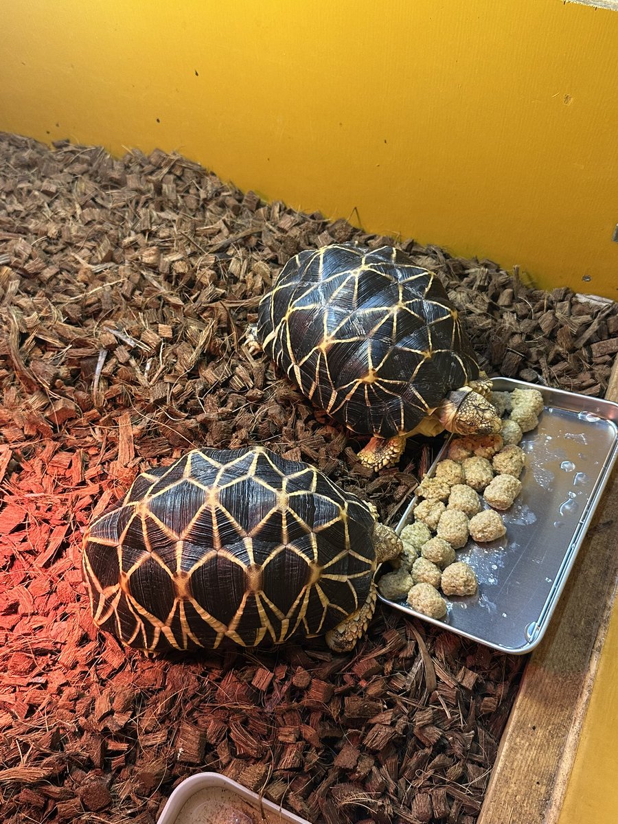 リクガメ