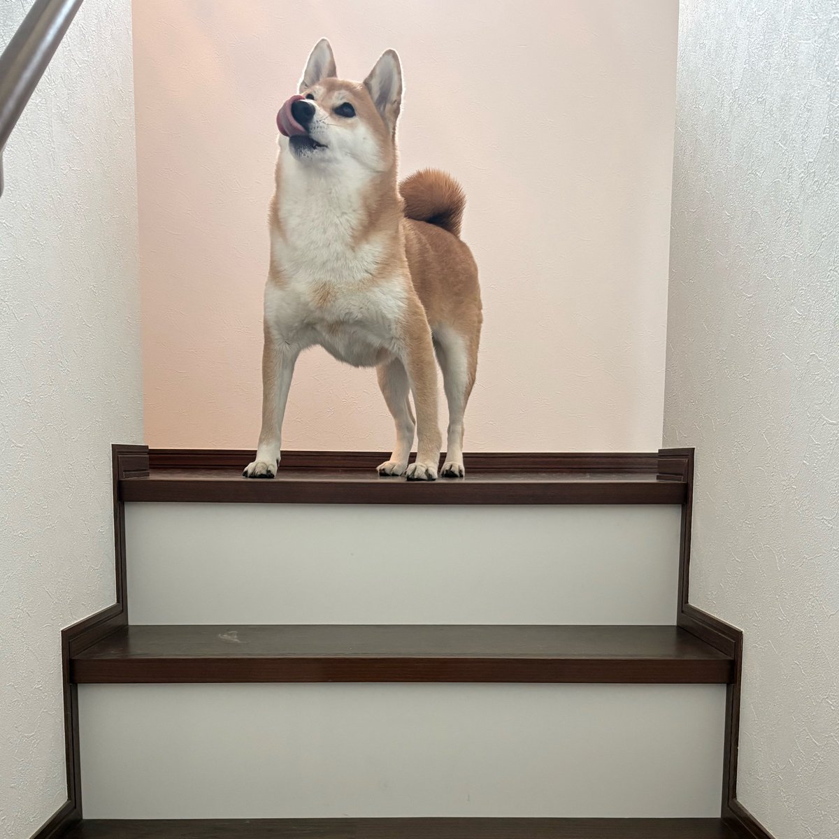 柴犬たび tweet media