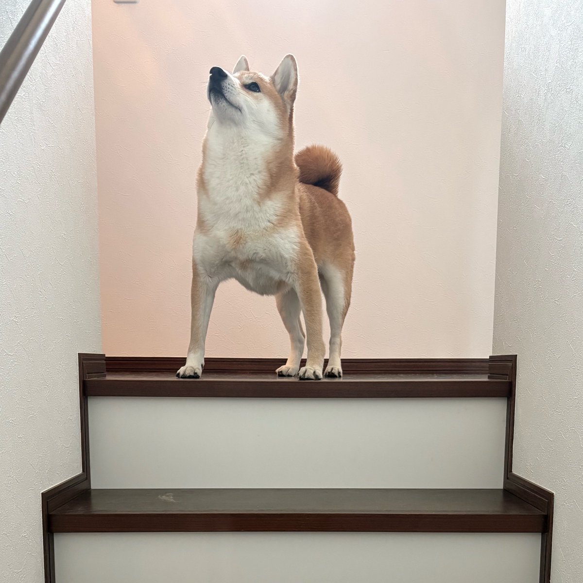 柴犬たび tweet media