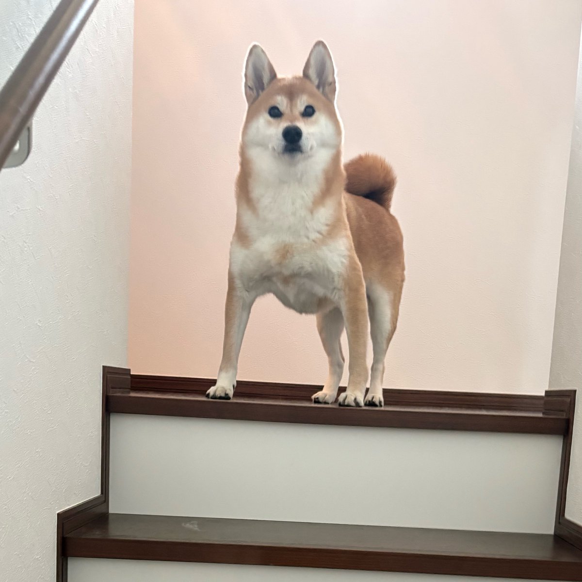 柴犬たび tweet media