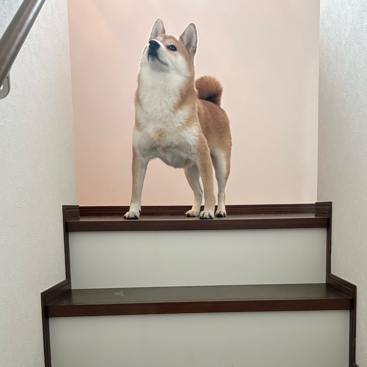 柴犬たび tweet media