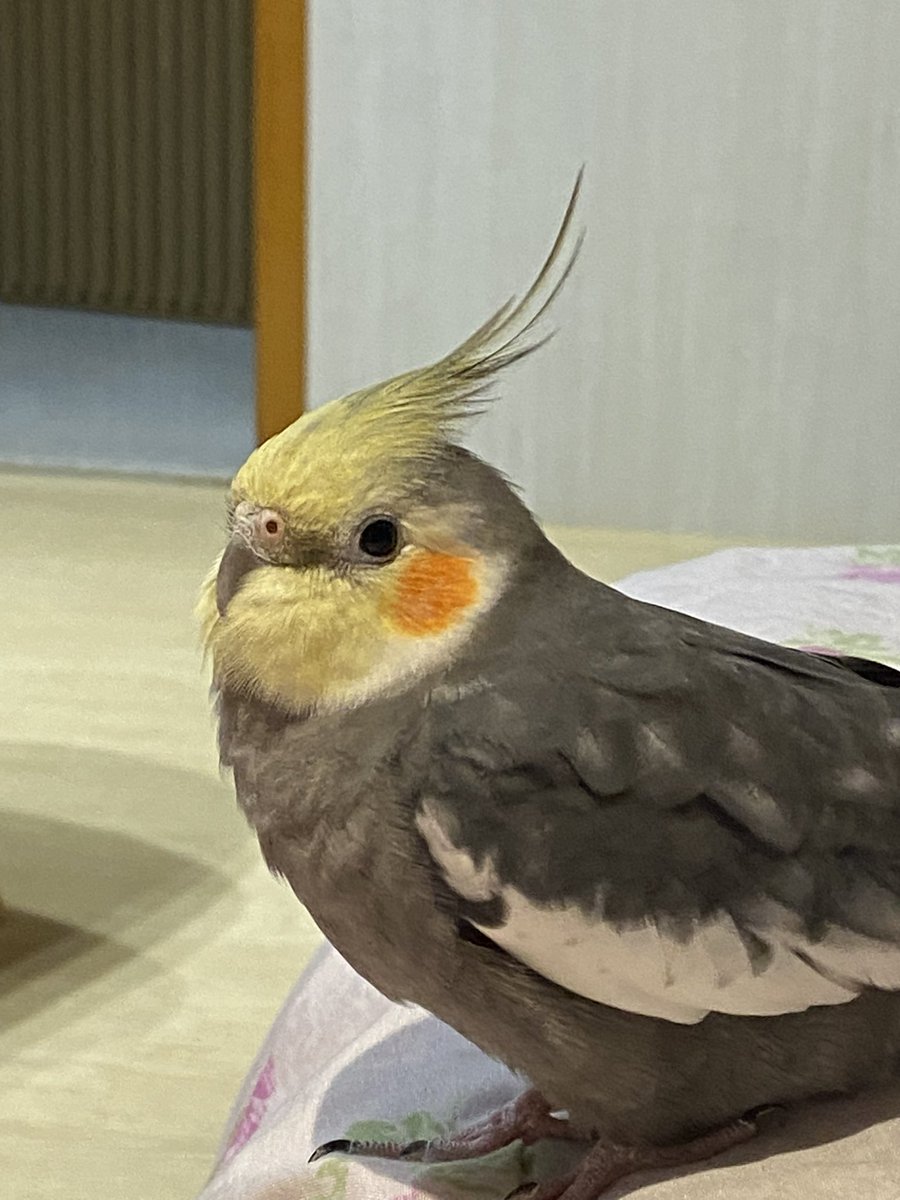 ferr ≷ tweet media