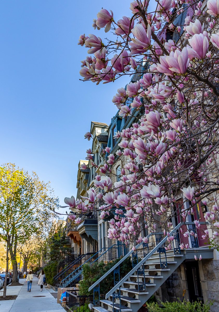 Montréal tweet media