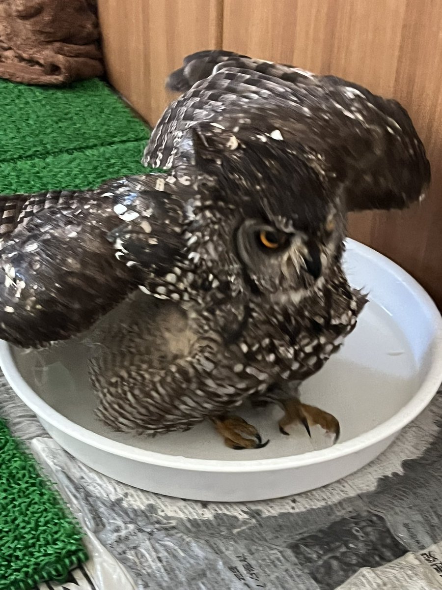 わとそん(鳥垢) tweet media
