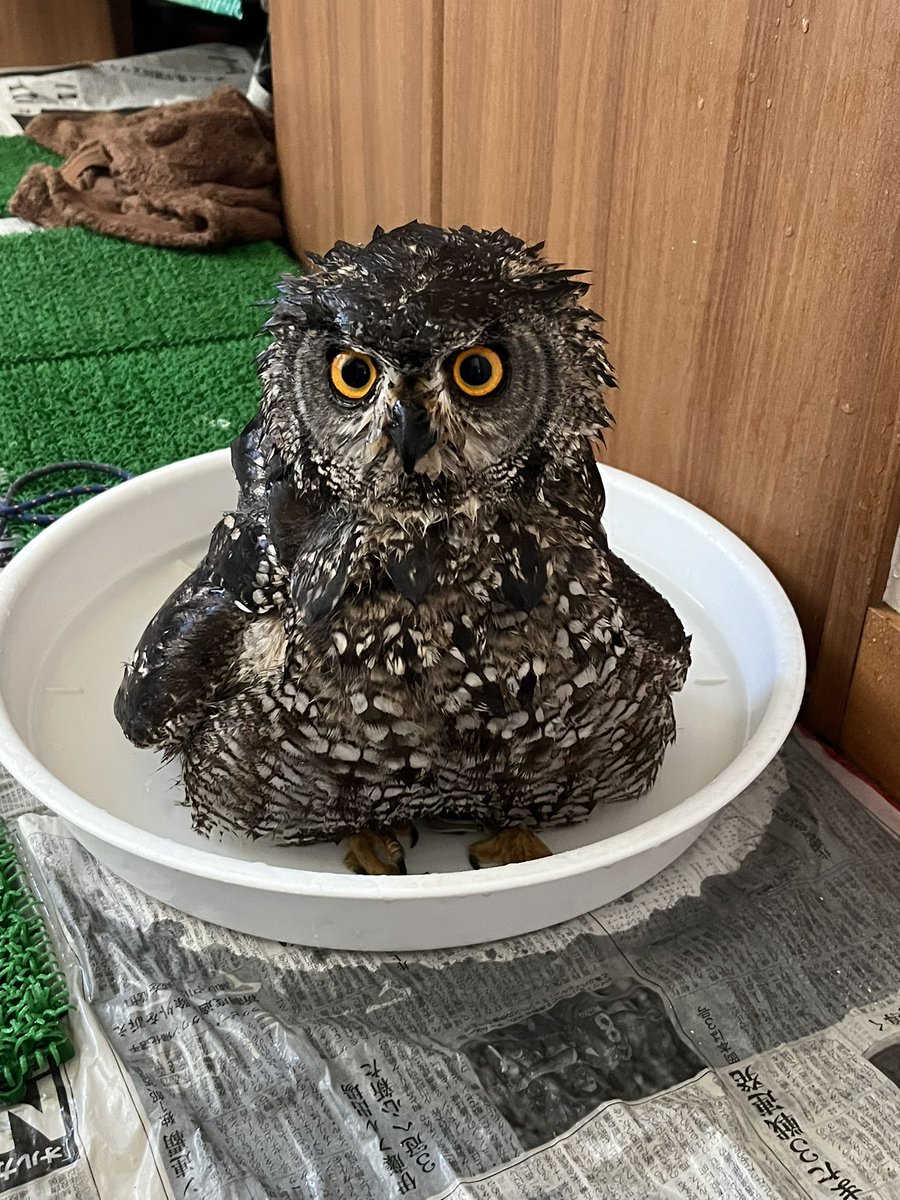 わとそん(鳥垢) tweet media