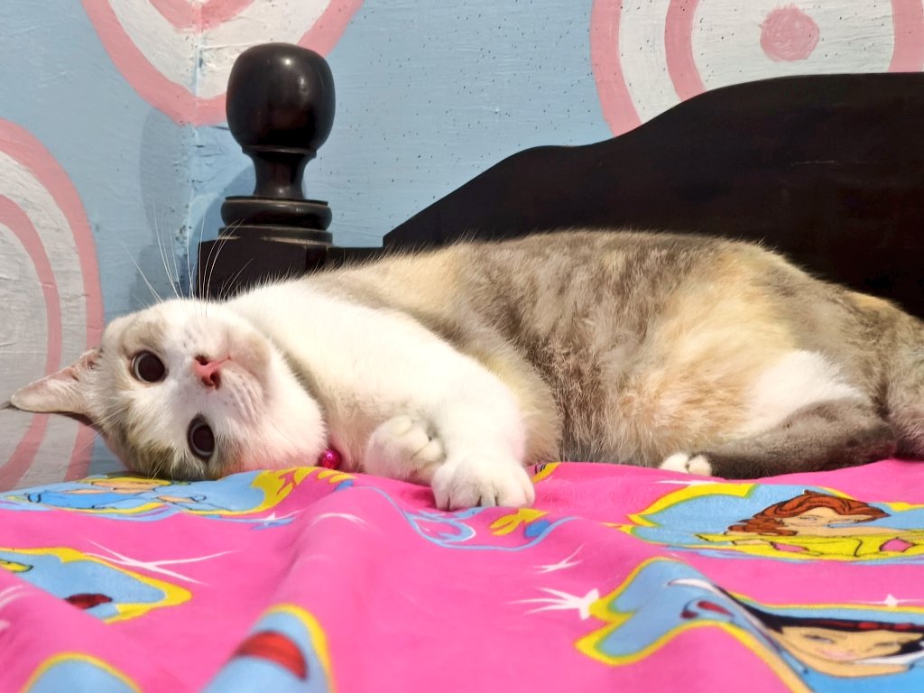 Kukis 😾 tweet media