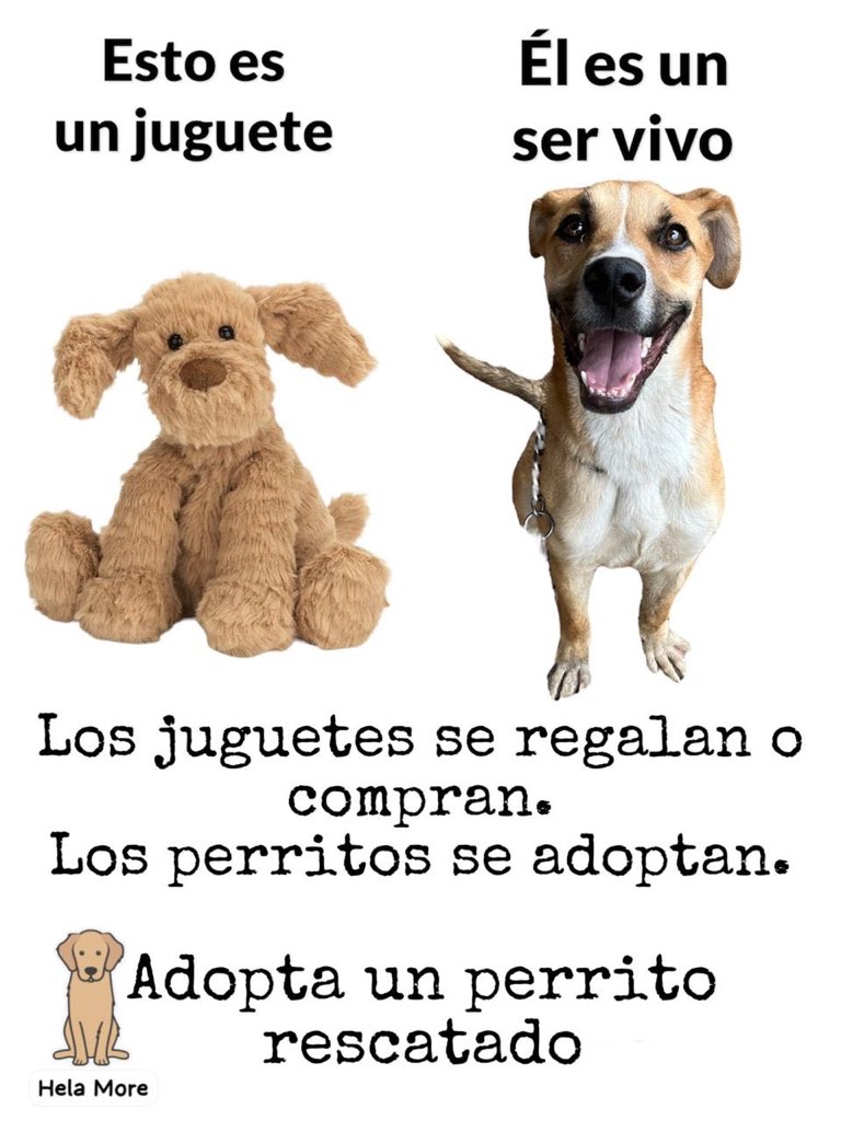 𝙷𝚎𝚕𝚊 𝙼𝚘𝚛𝚎 🐶 tweet media